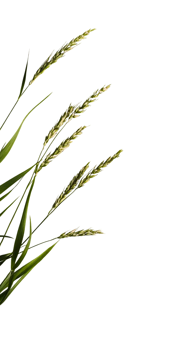 407746486 2e02b6bb a124 4262 b2ba 570503b0b630 copy 1