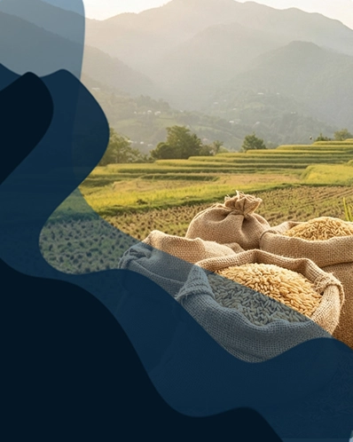 بهترین برنج شمال